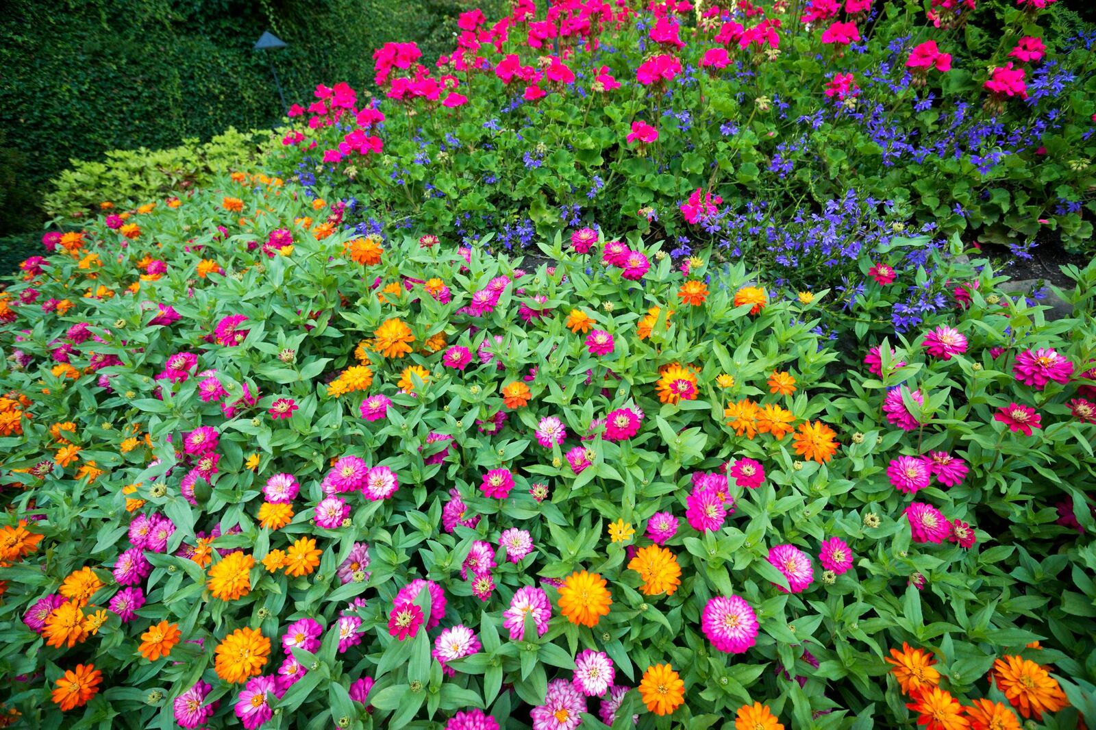 Our Top 4 Drought Resistant Flowers - Great Estates