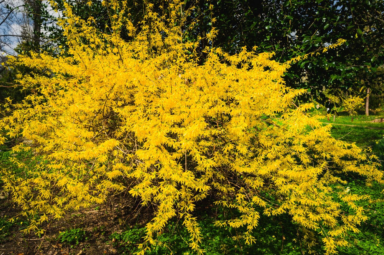 Plant forsythia for bright early spring flowers