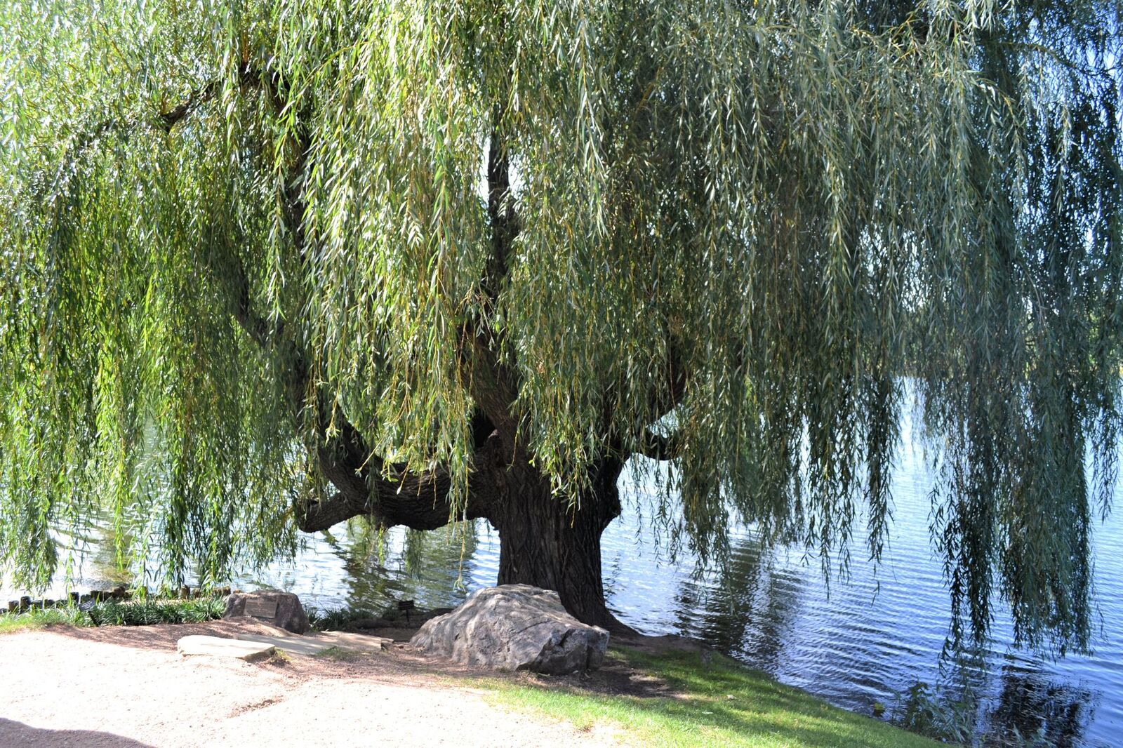 Add a weeping willow to your landscape design