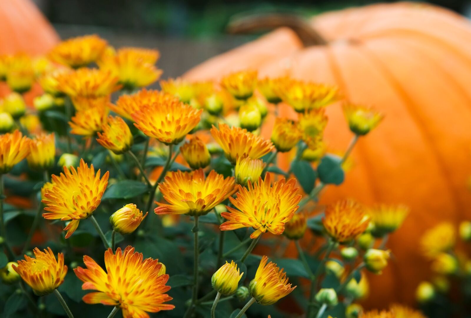 "Mums" The Word Chrysanthemums Are October’s FeaturedFlower
