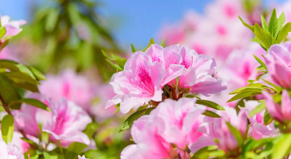 Azalea Plants - Image of azalea plant with pink flowers and green leaves.