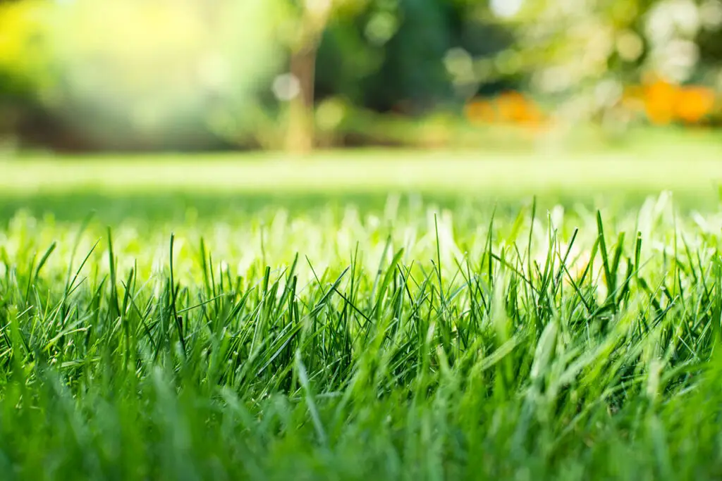 Georgia Lawn Maintenance